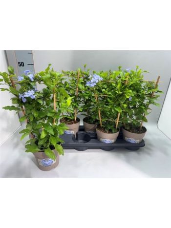 PLUMBAGO AURICULATA