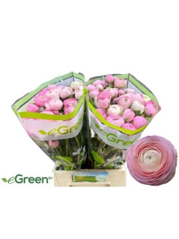 RAN AM ROSE GIUSY