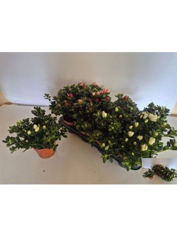 RHODO SIMSI MIX