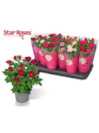 RO STAR R GEM