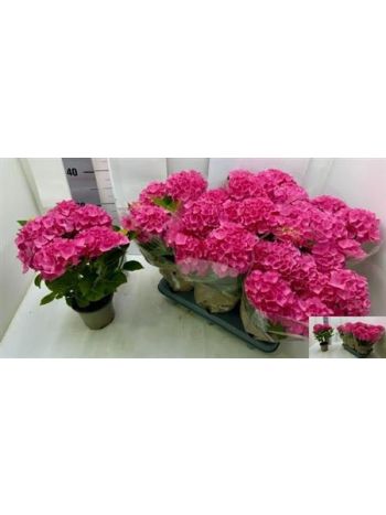 HYDR M 3+ PINK