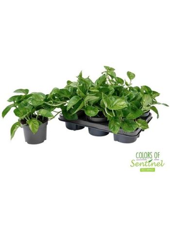 EPIPR GLOBAL GREEN