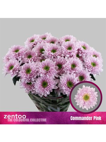 CHR T COMMANDER PINK