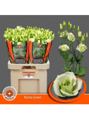 EUS G ROSI GREEN