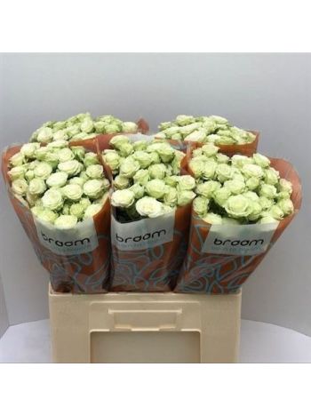 R TR GREEN GLOW 60CM