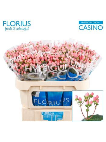 HYP COCO CASINO 70CM