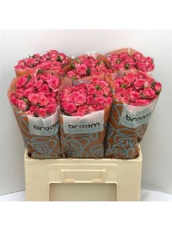 R TR SWEET JULIA 60CM