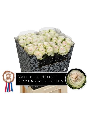 R GR BAL D SUMMERHOU 70CM