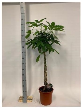 PACHIRA AQUATICA 140CM