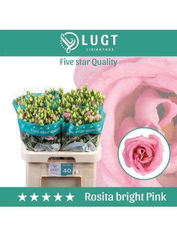 EUS G ROSI BRIGHT PINK