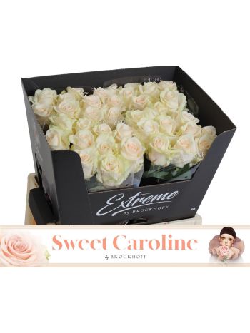 R GR SWEET CAROLINE 60CM