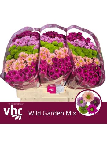 CHR SAN GEM - WILD GARDEN