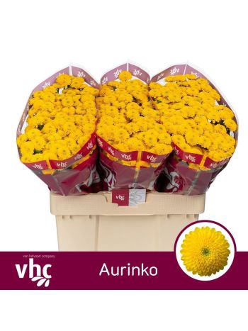 CHR SAN AURINKO