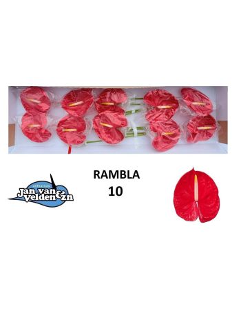 ANTH A RAMBLA *10