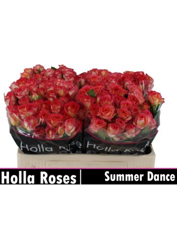 R TR4 SUMMER DANCE