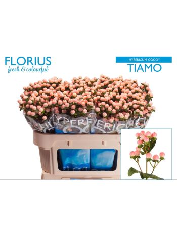 HYP COCO TIAMO 70CM