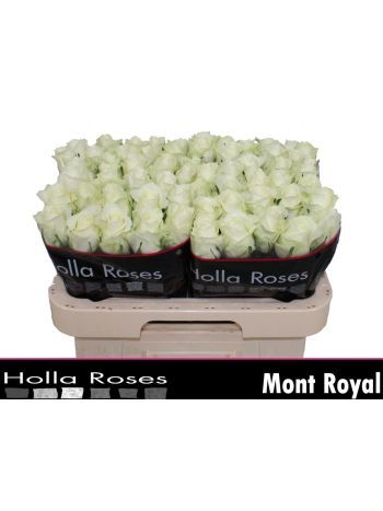 R GR MONT ROYAL 60CM