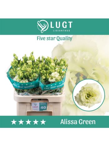 EUS G ALISSA GREEN