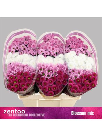 CHR SAN GEM - BLOSSOM