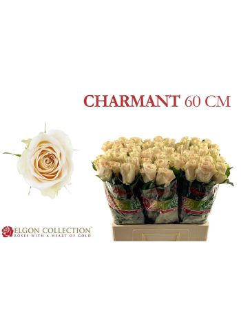 R GR CHARMANT 60CM