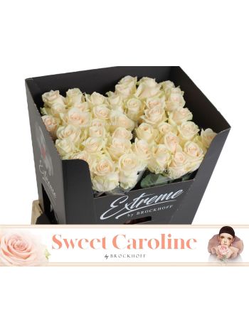 R GR SWEET CAROLINE 70CM
