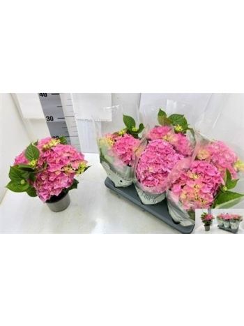 HYDR M 3+ PINK