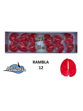 ANTH A RAMBLA *12