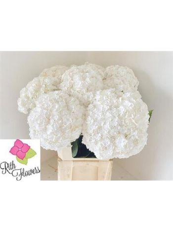 HYDR M ROYAL HIGHNES 80CM