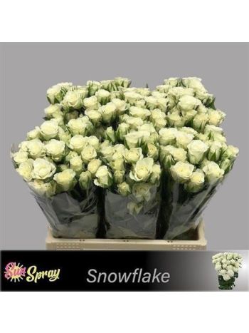 R TR4 SNOWFLAKE