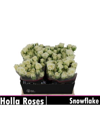 R TR4 SNOWFLAKE