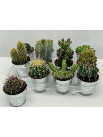 CACTUS GEM ZINK KASP&Oacute;S