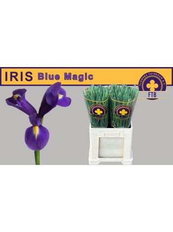 IRIS BLUE MAGIC