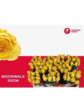 R GR5 MOONWALK