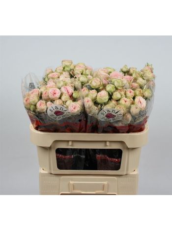 R TR SWEET GISELLE! 70CM