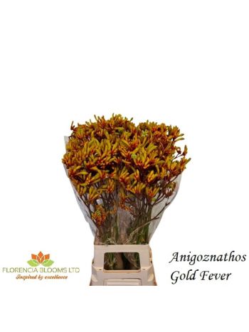 ANIGOZ GOLD FEVER *40