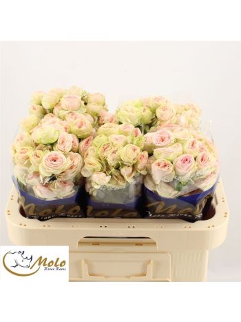R TR SWEET GISELLE! 60CM
