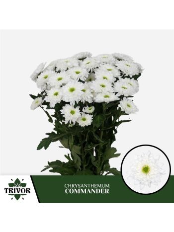 CHR T  F. COMMANDER
