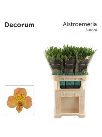 ALSTR AURORA