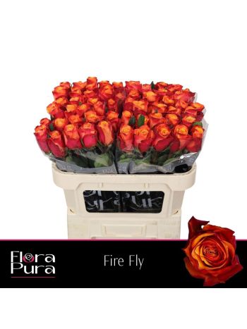 R GR5 FIRE FLY
