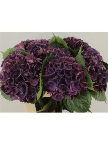 HYDR M ROYAL KING 80CM