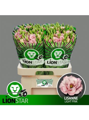 EUS G LISANNE L PINK