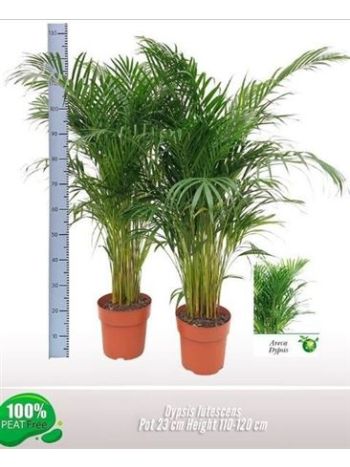 DYPSIS LUTESCENS