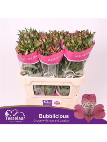 ALSTR BUBBLICIOUS