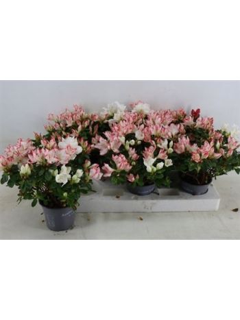 RHODO CIRMOS
