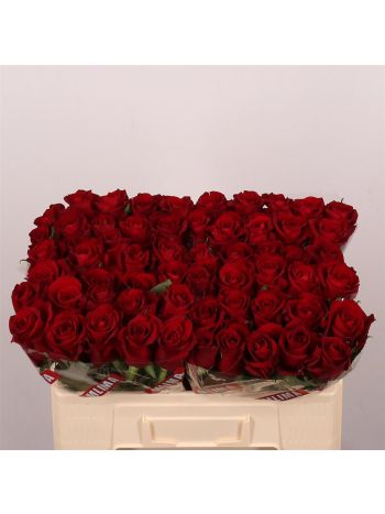 R GR5  R. EVER RED