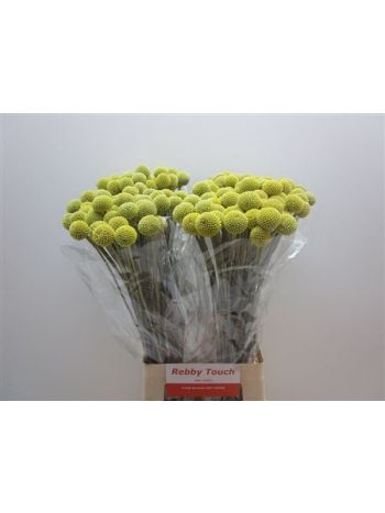 CRASPEDIA 70CM