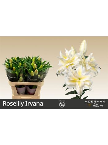 LI OR DU RL IRVANA
