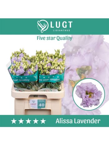 EUS G  ALISSA LAVENDE