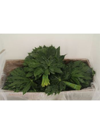 ZO ARALIA EXTRA