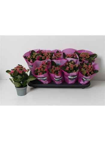 KAL ROSALIE PURPLE GOODIE